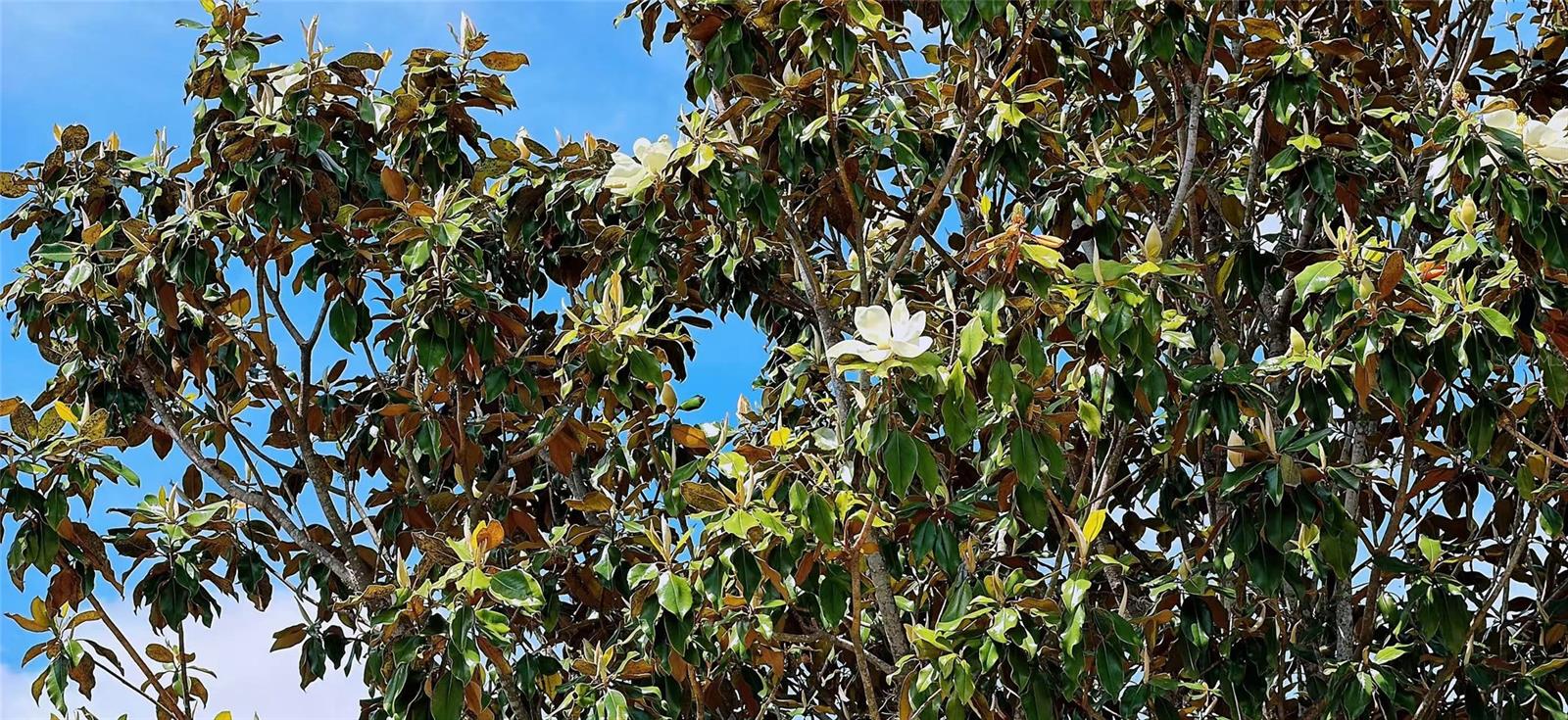 REGENCY OAKS F - Residential