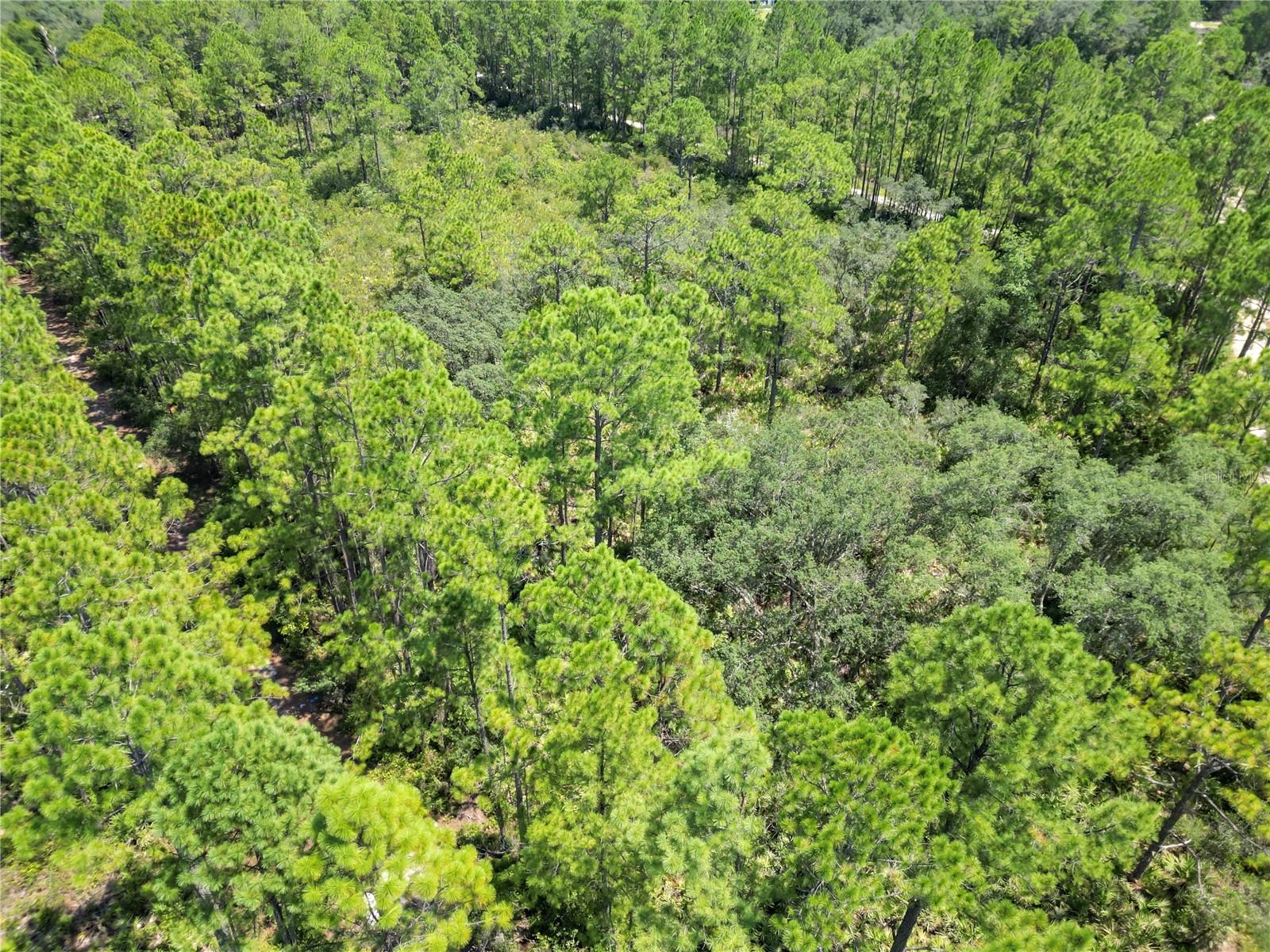 313 TALL PINE TRAIL
