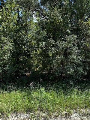 SW 21ST PL, WILLISTON, FL 32696 - Image e06d396823da32b7ef211eedb15abde4/596401334