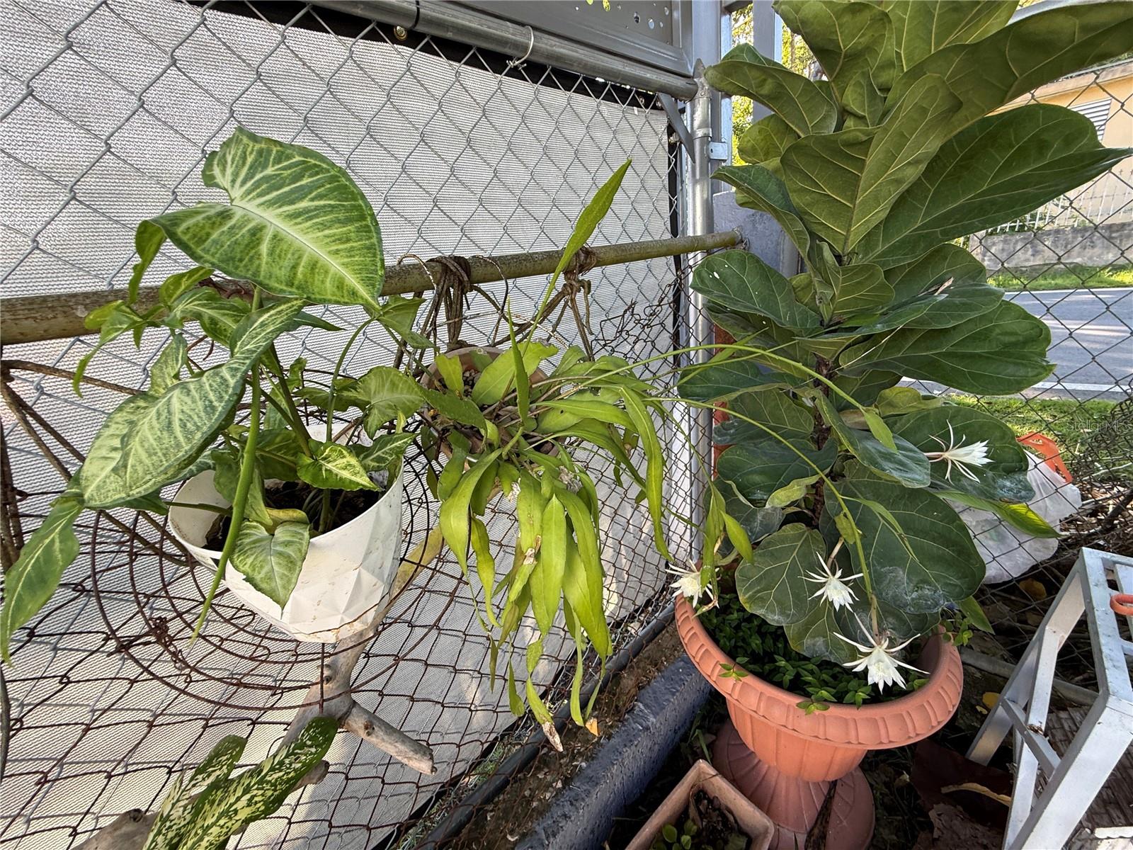 MONTE GRANDE WARD - Residential