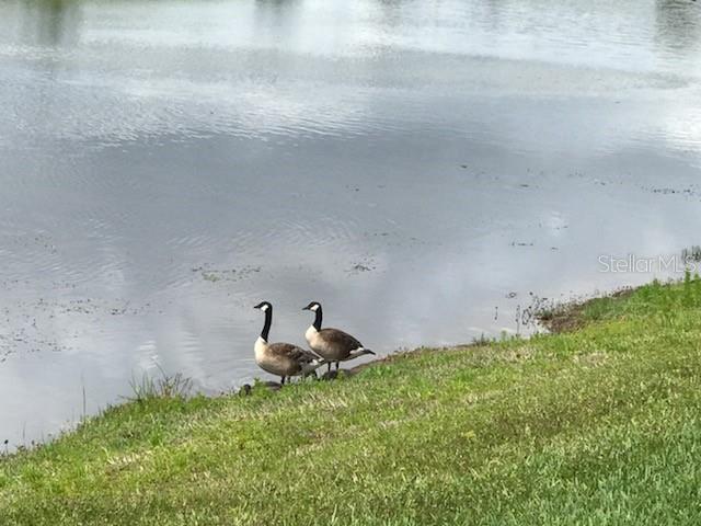 LIVE OAK VILLAGE CONDO - Residential