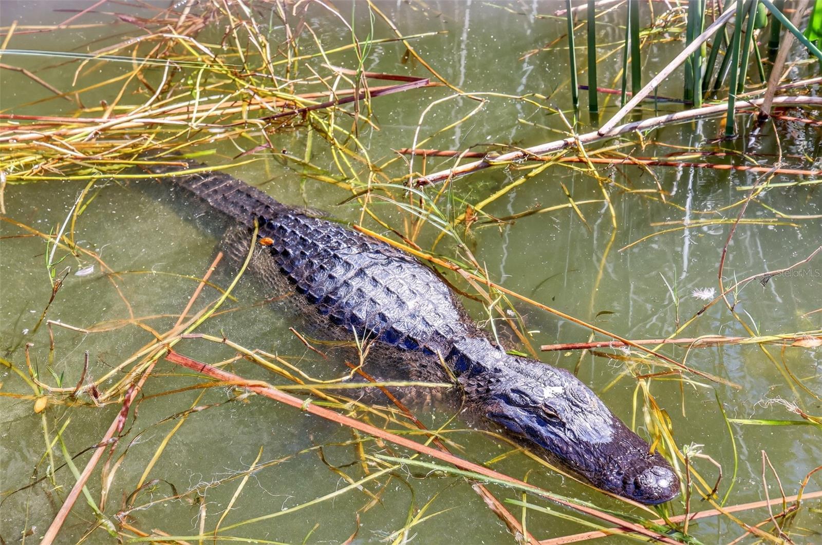 MOUNT DORA HIGHLANDS MOUNT DORA - Residential