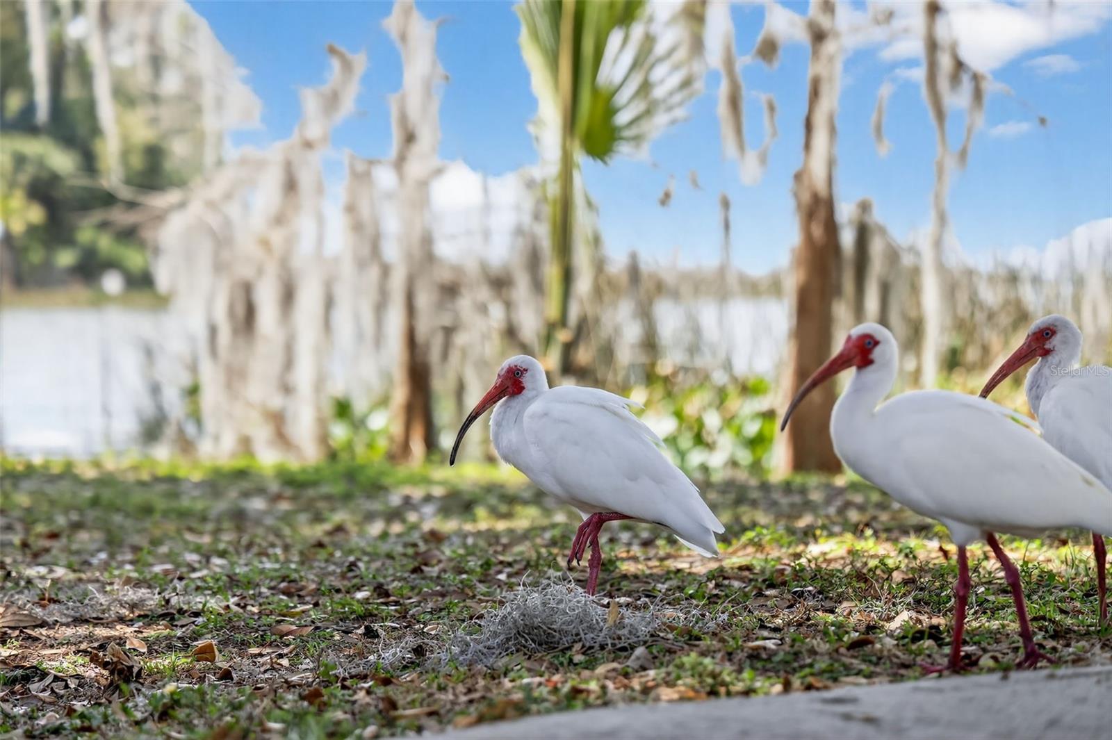 MOUNT DORA HIGHLANDS MOUNT DORA - Residential