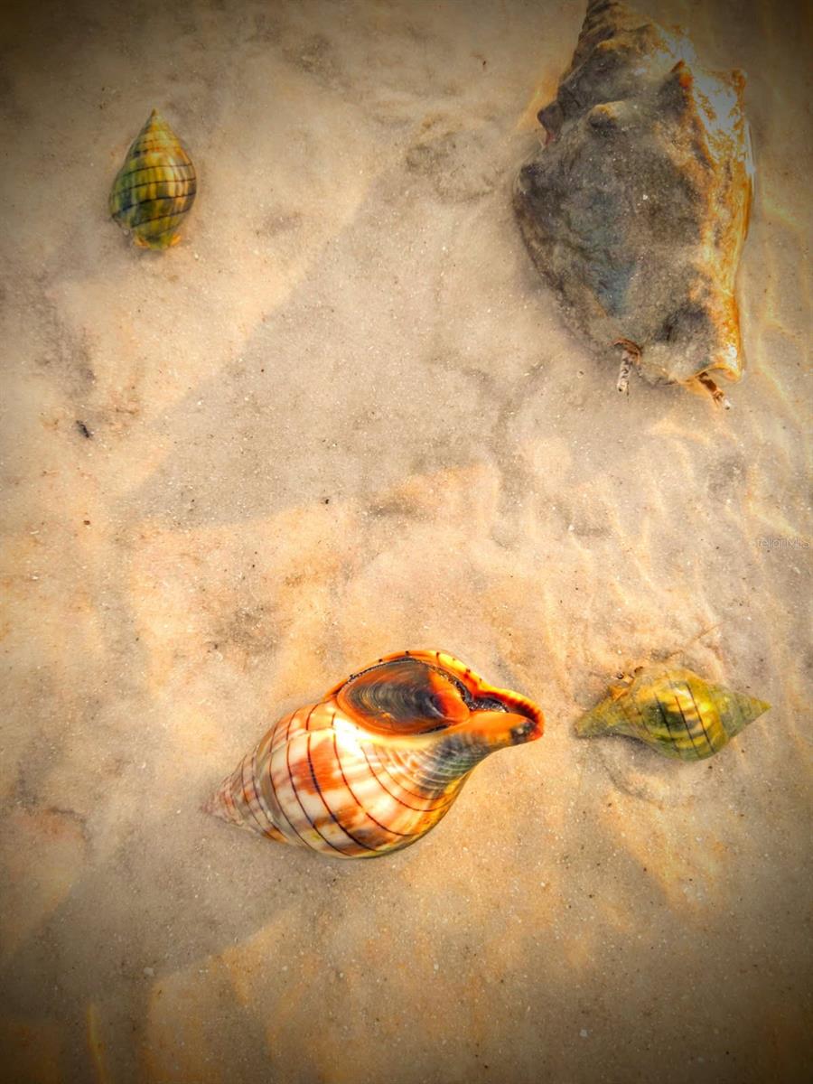 DOLPHIN POINTE OF DUNEDIN CONDO - Residential