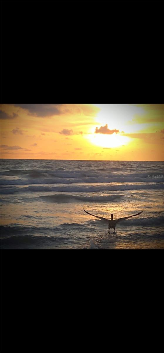 DOLPHIN POINTE OF DUNEDIN CONDO - Residential