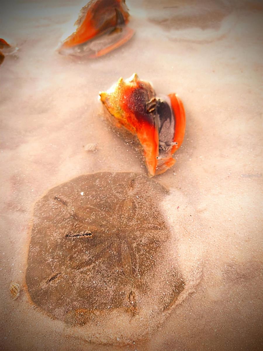 DOLPHIN POINTE OF DUNEDIN CONDO - Residential