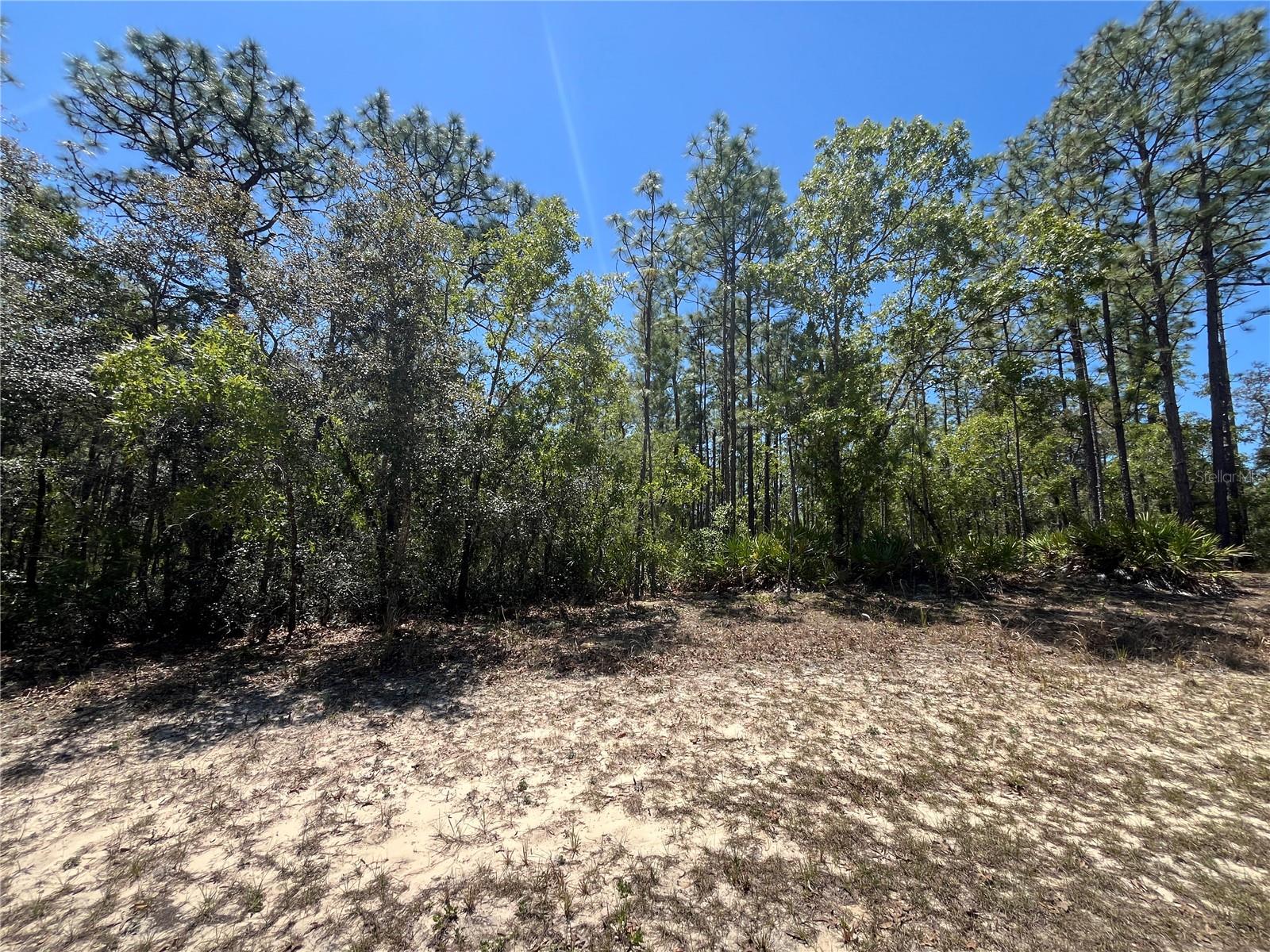 1.47 ACRE FOR SALE IN BEAUTIFUL PINE RIDGE! Interior lot on a paved road. Electrical nearby. County water available. Wooded property, will need to be cleared to your preference and property will need a septic system. Property in flood zone x. Located in Pine Ridge, an equestrian community in Citrus County Fl. 28 miles of horseback and walking trails. Amenities include an equestrian center, a radio controlled aircraft field, a community center, tennis & pickle ball courts, shuffle board, a dog park, a playground, community pavilions and a neighborhood crime watch. LOW HOA! Close to Crystal River & 3 sisters spring that feeds into Kings Bay. Centrally located between Dunnellon and Homosassa. Explore this beautiful part of natural Florida. Don't miss your opportunity, go see today!