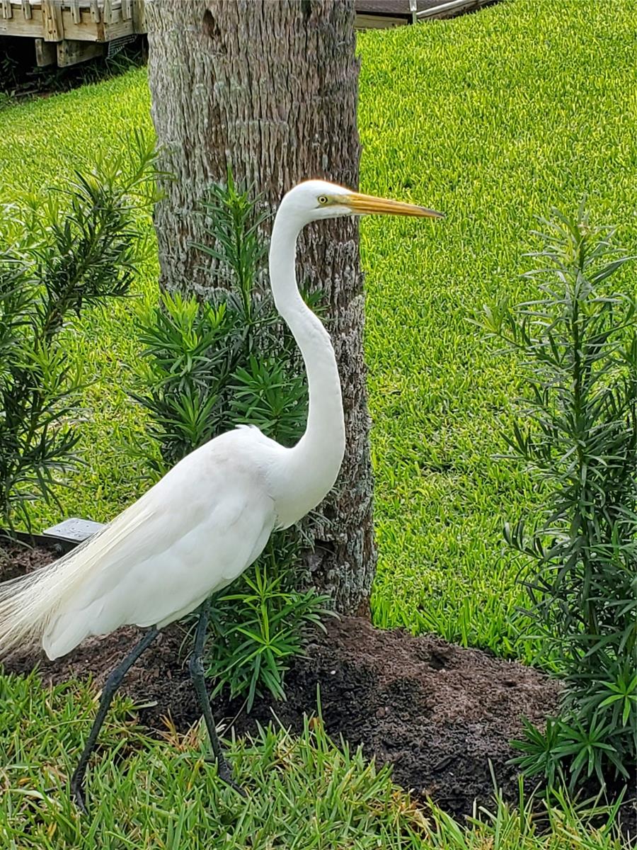 Pine Island Ph 02 - Residential