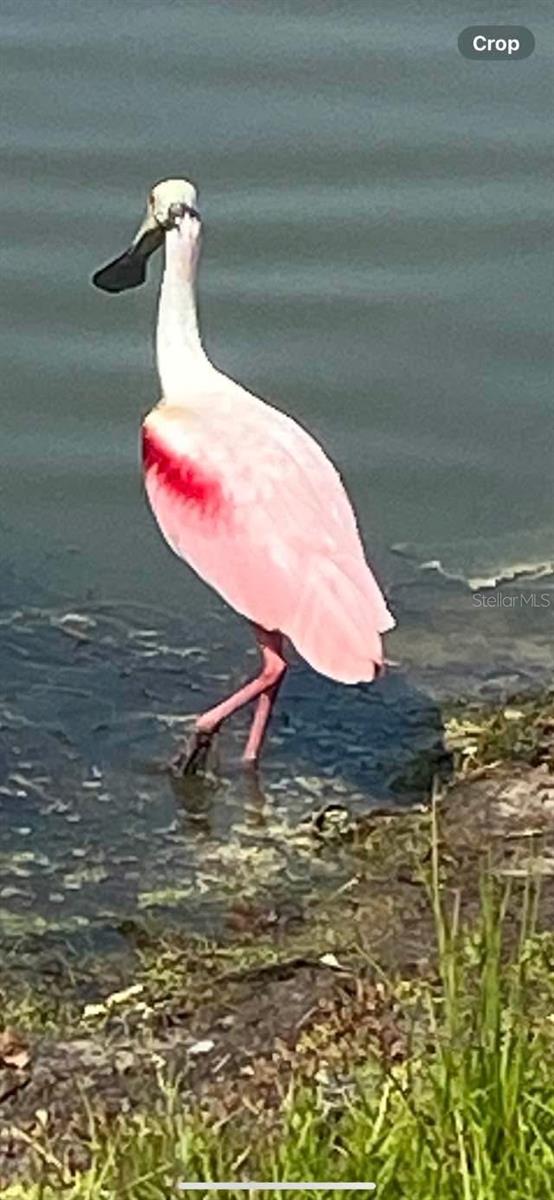 LAKEHOUSE COVE/WATERSIDE PH 2 - Residential