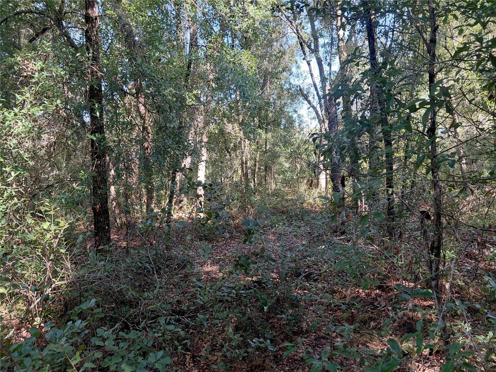 BUTTERNUT DRIVE