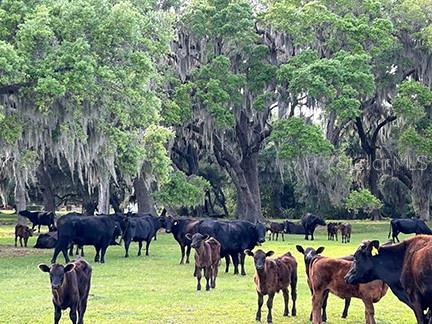 ACREAGE & UNREC - Residential