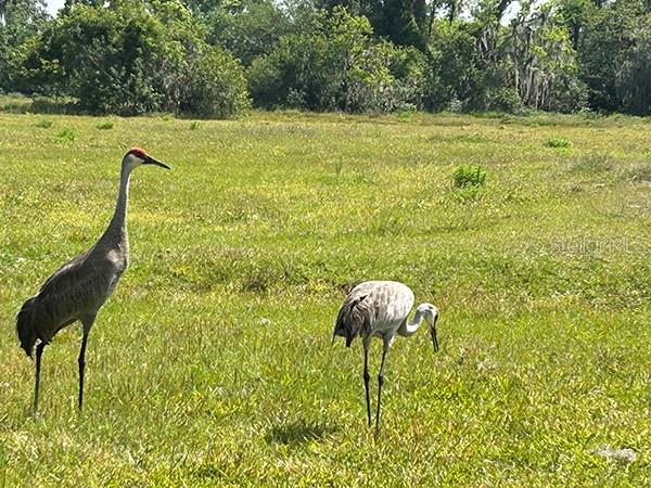 ACREAGE & UNREC - Residential