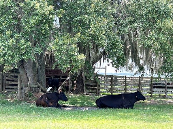 ACREAGE & UNREC - Residential