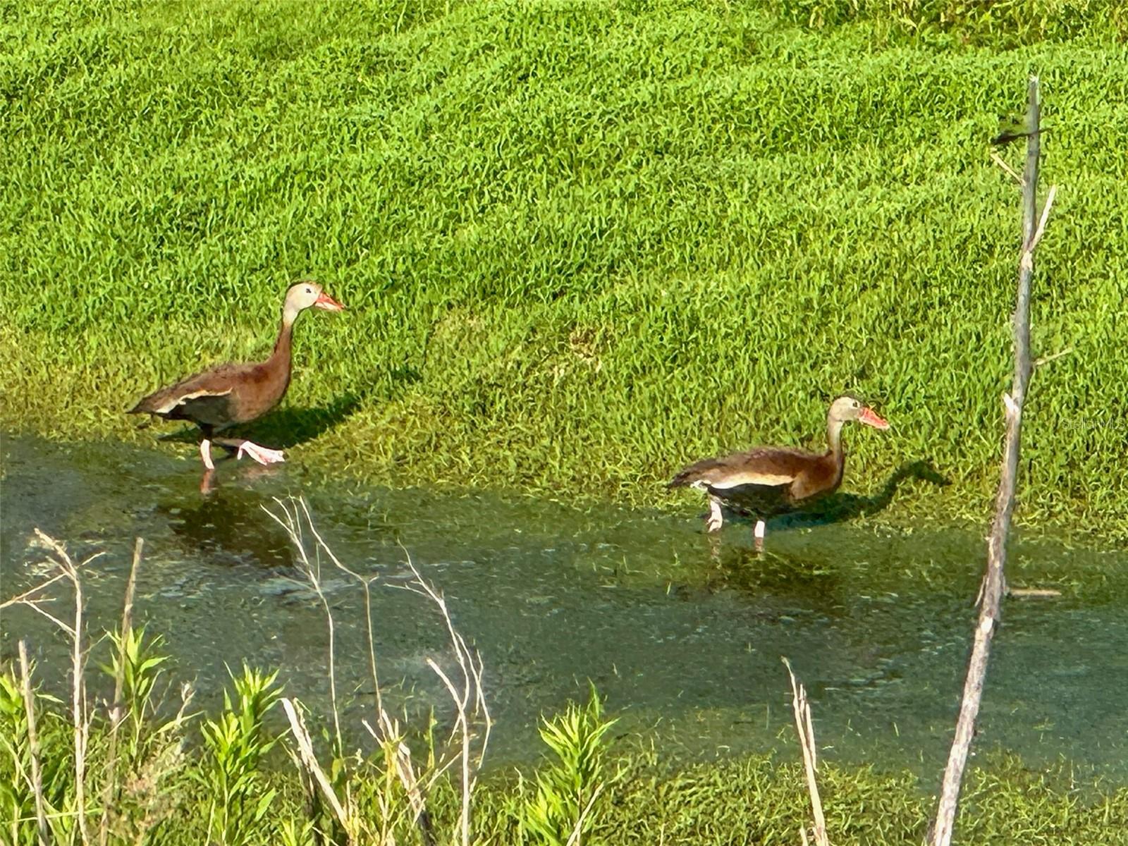 FLORIDA GRANDE MOTOR COACH RESIDENCE - Land