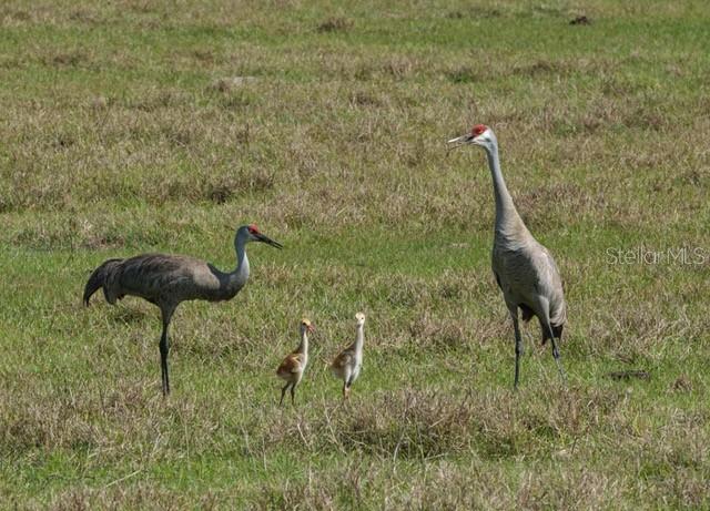 FLORIDA GRANDE MOTOR COACH RESIDENCE - Land