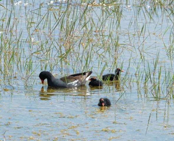 FLORIDA GRANDE MOTOR COACH RESIDENCE - Land