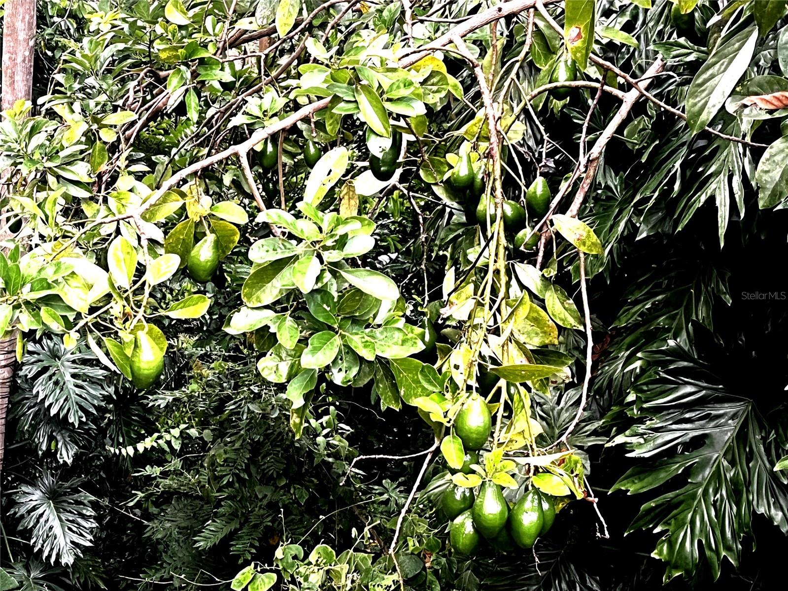 BARRIO TEJAS - Residential