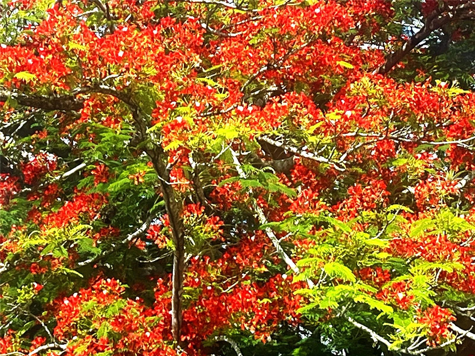 BARRIO TEJAS - Residential