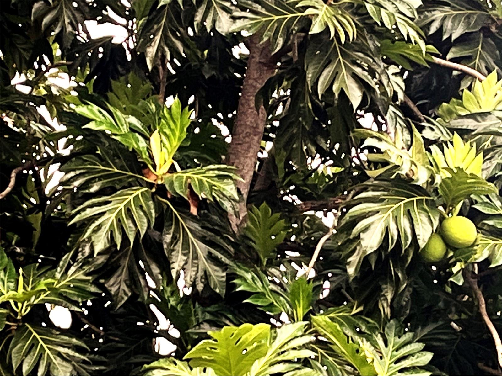 BARRIO TEJAS - Residential