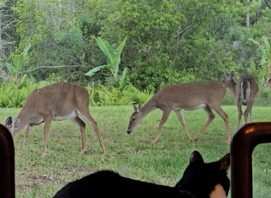 SPRING ISLE - Residential