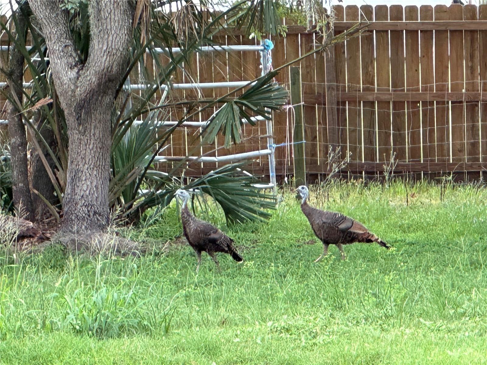 ACREAGE & UNREC - Residential