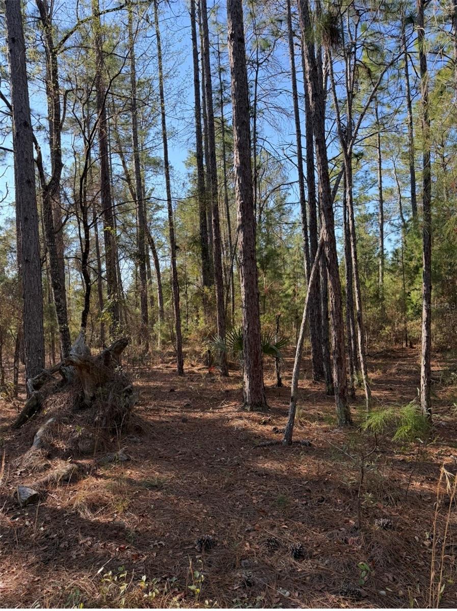 COLLEGE PARK ESTATES - Land