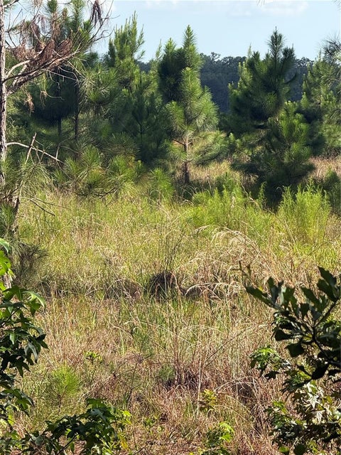 Tiny photo for 5612 E Highway 316, Citra, FL 32113 (MLS # O6438100)