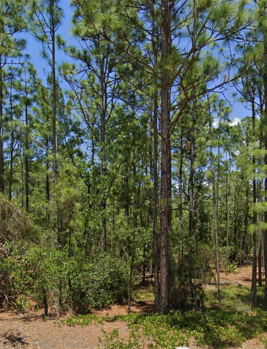 Welcome to Pine Ridge, one of Citrus County’s most sought-after communities! This vacant lot at 5703 W Chino Dr is the perfect blank canvas to design and build the custom home you’ve always imagined.
Set within the rolling hills and peaceful beauty of Pine Ridge, this lot offers the ideal balance of privacy, space, and convenience. With plenty of room to spread out, you can create a home that reflects your lifestyle — whether that means a sprawling estate, a poolside retreat, or even space for horses.
Why Pine Ridge stands out:
• Equestrian-Friendly: Over 28 miles of community horse trails, riding arenas, and stables make Pine Ridge a paradise for horse lovers.
• Spacious Homesites: Unlike typical subdivisions, Pine Ridge offers large, private lots with room for outbuildings, RVs, boats, or workshops.
• Community Amenities: Tennis courts, a community center, and recreational facilities give you the perks of a planned neighborhood while still feeling like you’re in the country.
• Location Perks: Just minutes to shopping, dining, golf, and medical services — plus quick access to Crystal River, Homosassa Springs, and the Gulf for world-class fishing, scalloping, and boating.
• Easy Access: The Suncoast Parkway extension makes commuting to Tampa, St. Pete, and Clearwater a breeze.
Owning land in Pine Ridge is more than just buying property — it’s investing in a lifestyle. Whether you’re ready to build now or hold for the future, this is your chance to secure your spot in one of Florida’s most unique and desirable communities.
Bring your vision and make it reality at 5703 W Chino Dr — where your dream home and dream lifestyle can finally come together!