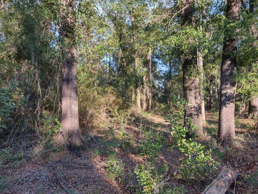 Escape to nature without sacrificing convenience! 4 acres of pristine, wooded, high and dry land, Just moments from Starke and a quick trip to Gainesville or Jacksonville.  A perfect blend of tranquility and accessibility. Build your dream home surrounded by nature's beauty, yet enjoy the ease of town amenities. Seize this unique opportunity for a harmonious lifestyle.