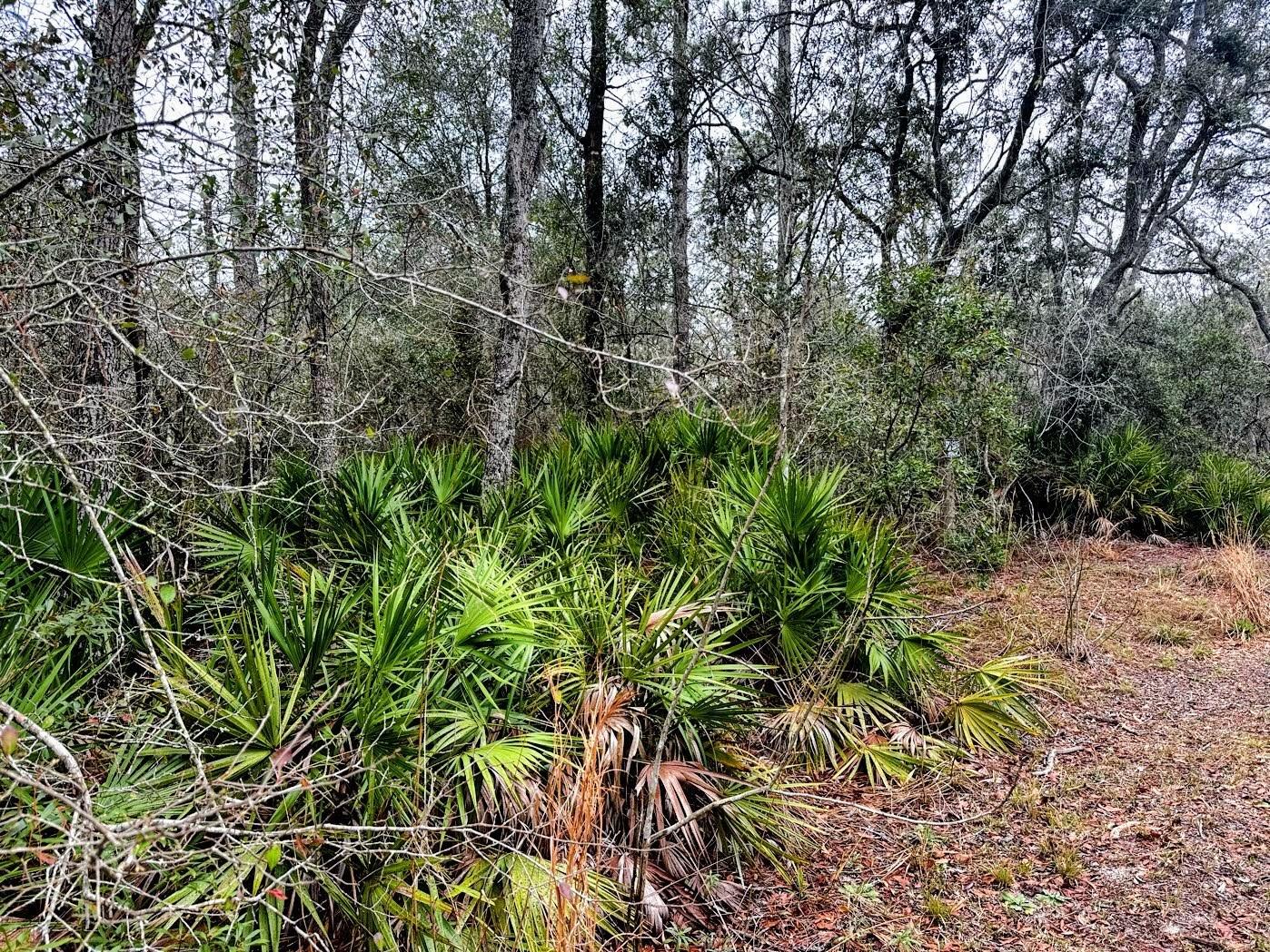 SUWANNEE RIVER SPRINGS SUBDIVISION - Land
