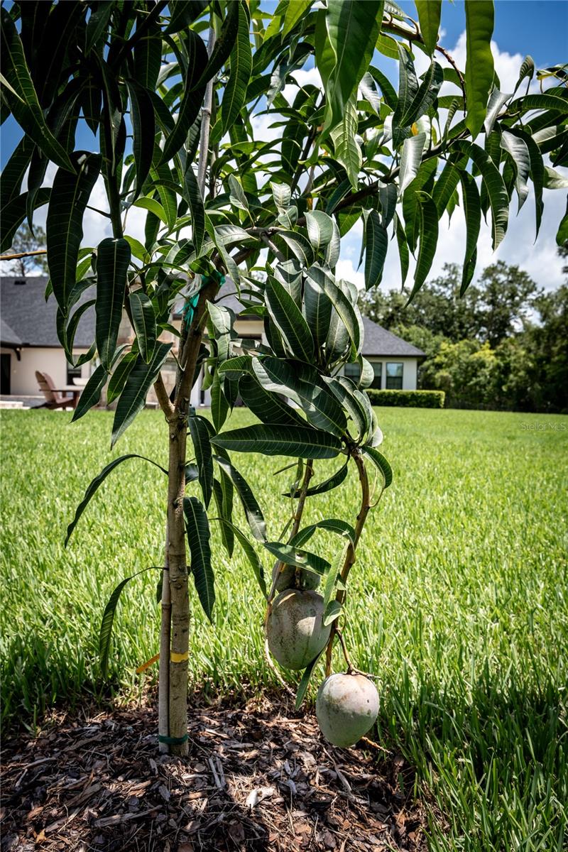 MAGNOLIA FARMS - Residential