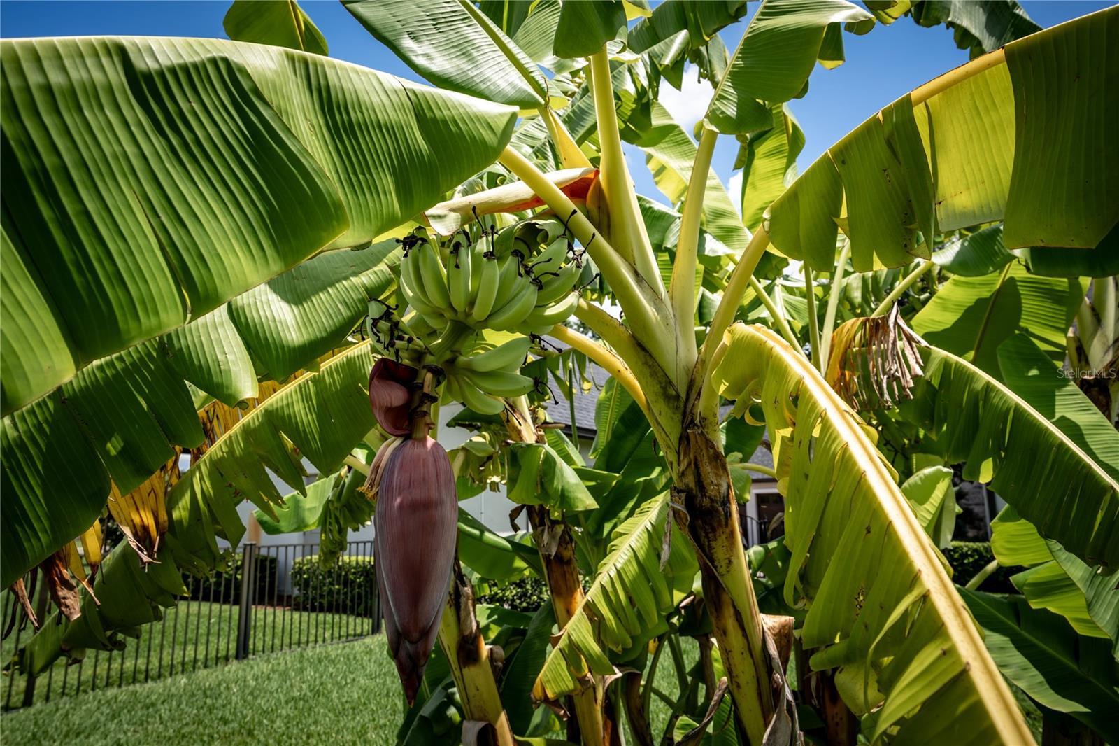 MAGNOLIA FARMS - Residential