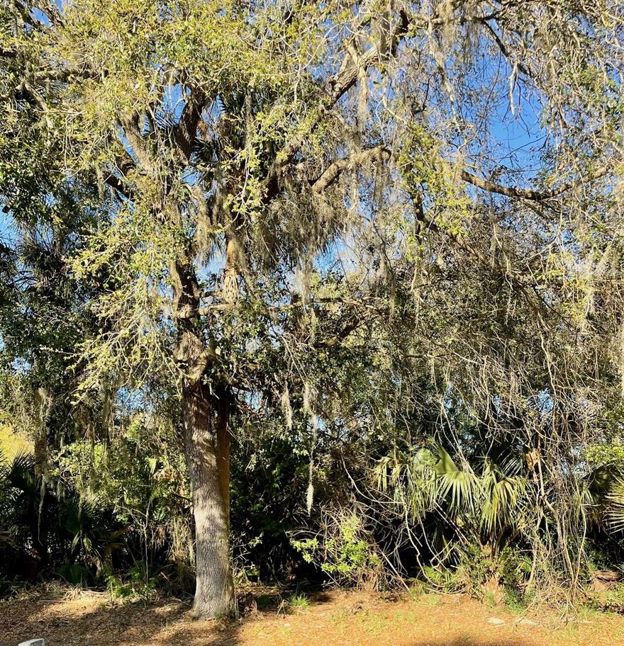 Nice, wooded building lot in Osteen! Beautiful mature oak trees and palm trees. Just under a half-acre this 115 x 155 lot is zoned for single family residential flood zone X. Situated in an established area with only a few vacant parcels left. Backs up to the East Central Regional Rail Trail offering miles of walking and biking trails. Centrally located close to SR 415 offering an easy commute to Sanford, Lake Mary, Orlando, or New Smyrna Beach. Call for more details!