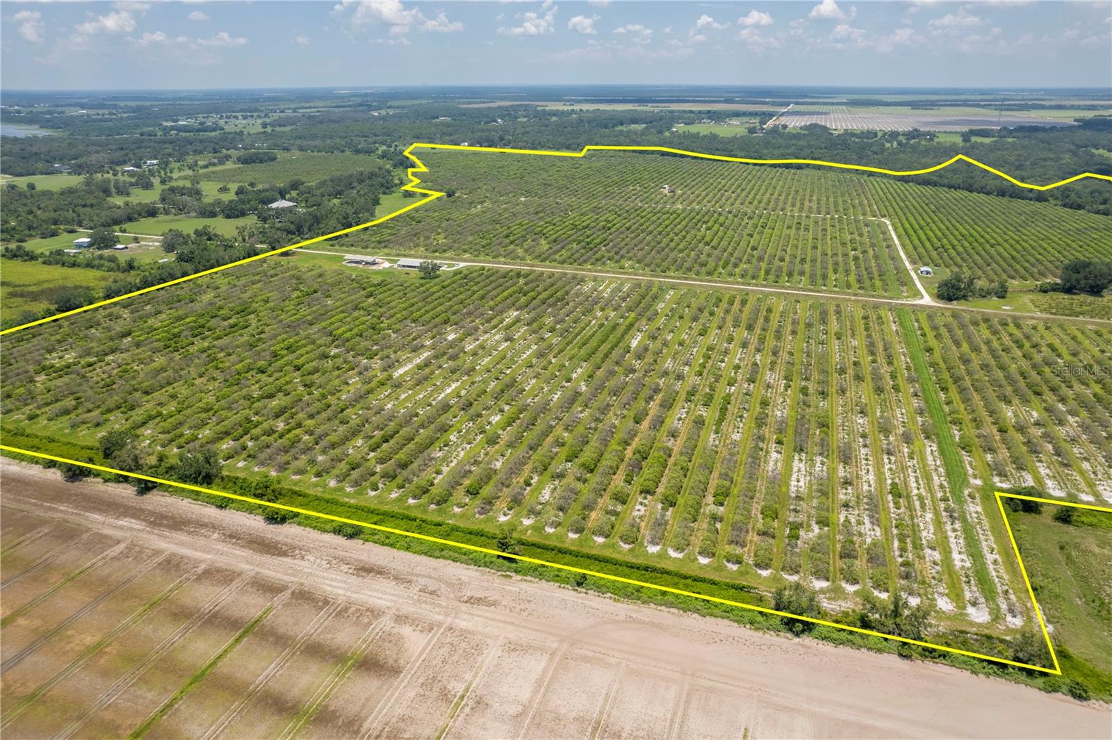 WATERBURY GRAPEFRUIT 59 - Land