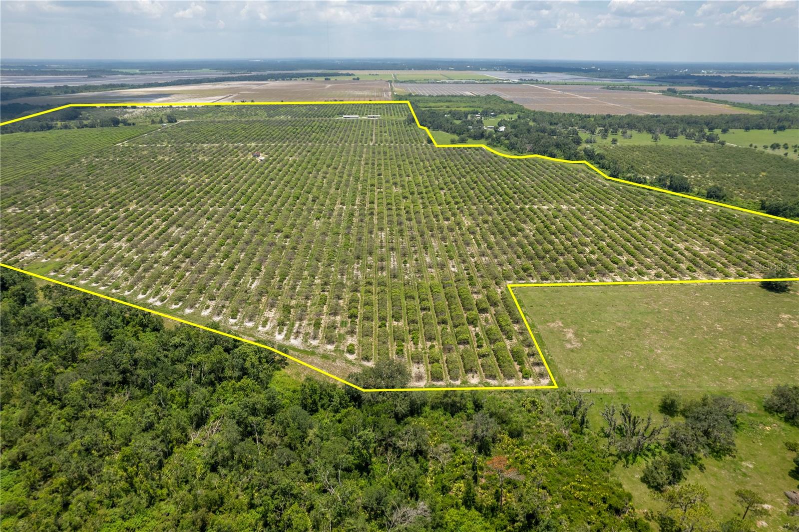 WATERBURY GRAPEFRUIT 59 - Land