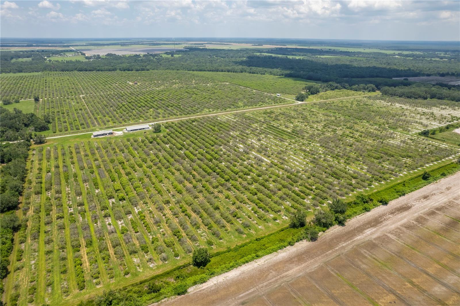 WATERBURY GRAPEFRUIT 59 - Land