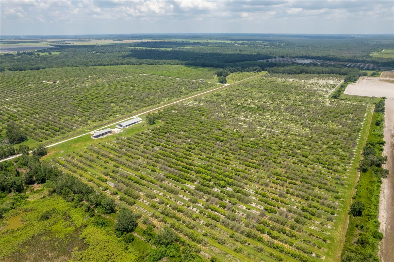 WATERBURY GRAPEFRUIT 59 - Land