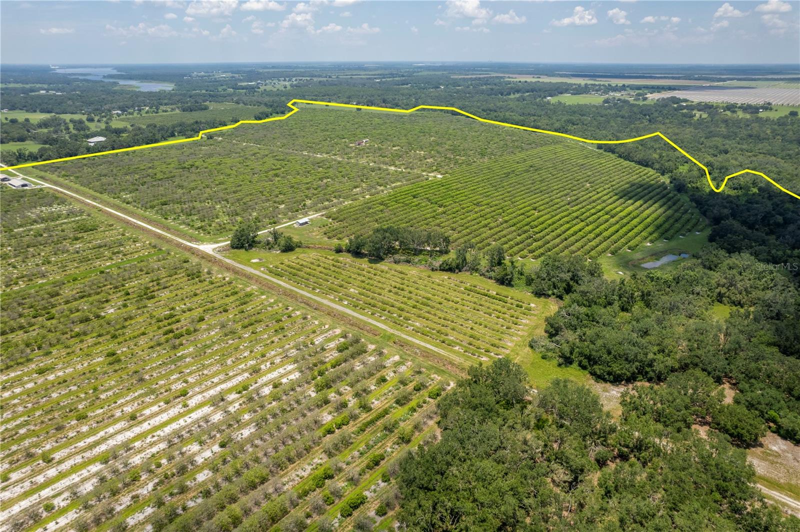 WATERBURY GRAPEFRUIT 59 - Land