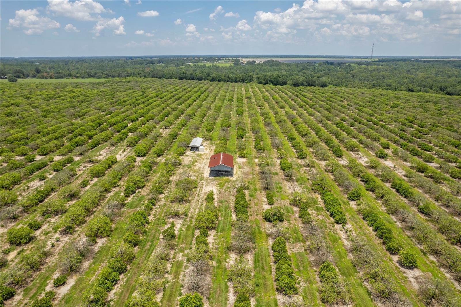 WATERBURY GRAPEFRUIT 59 - Land