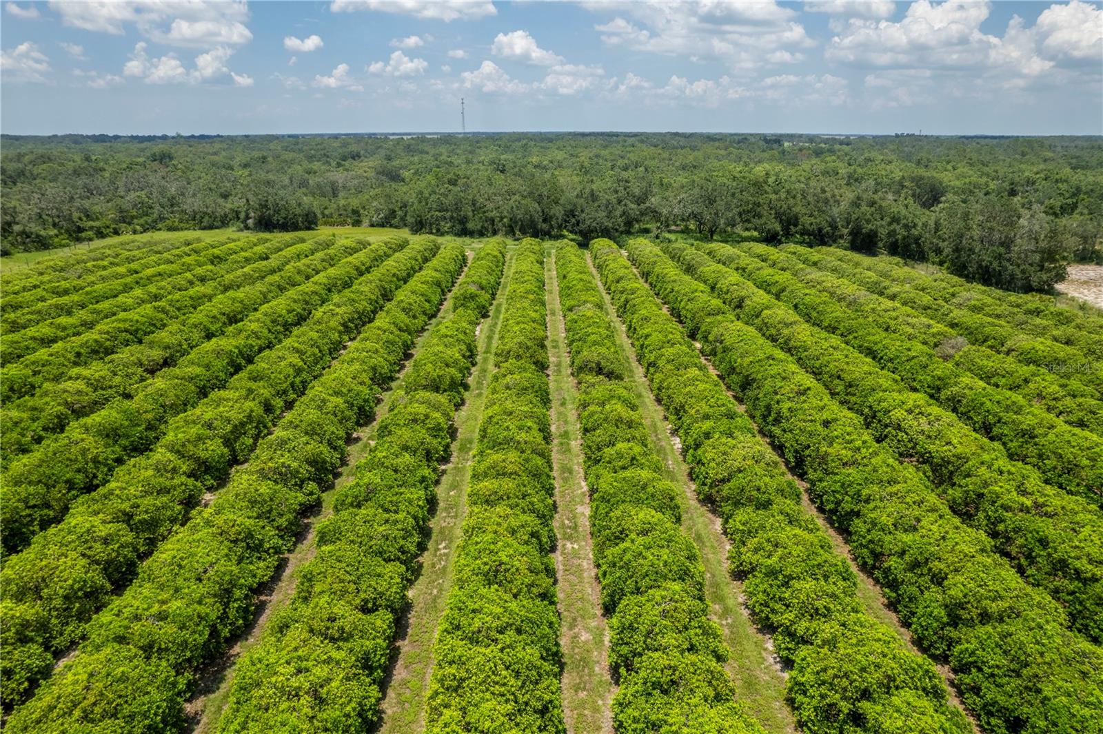 WATERBURY GRAPEFRUIT 59 - Land