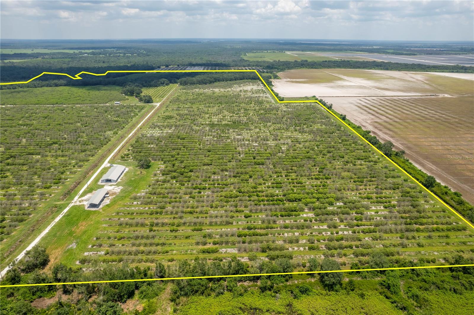 WATERBURY GRAPEFRUIT 59 - Land