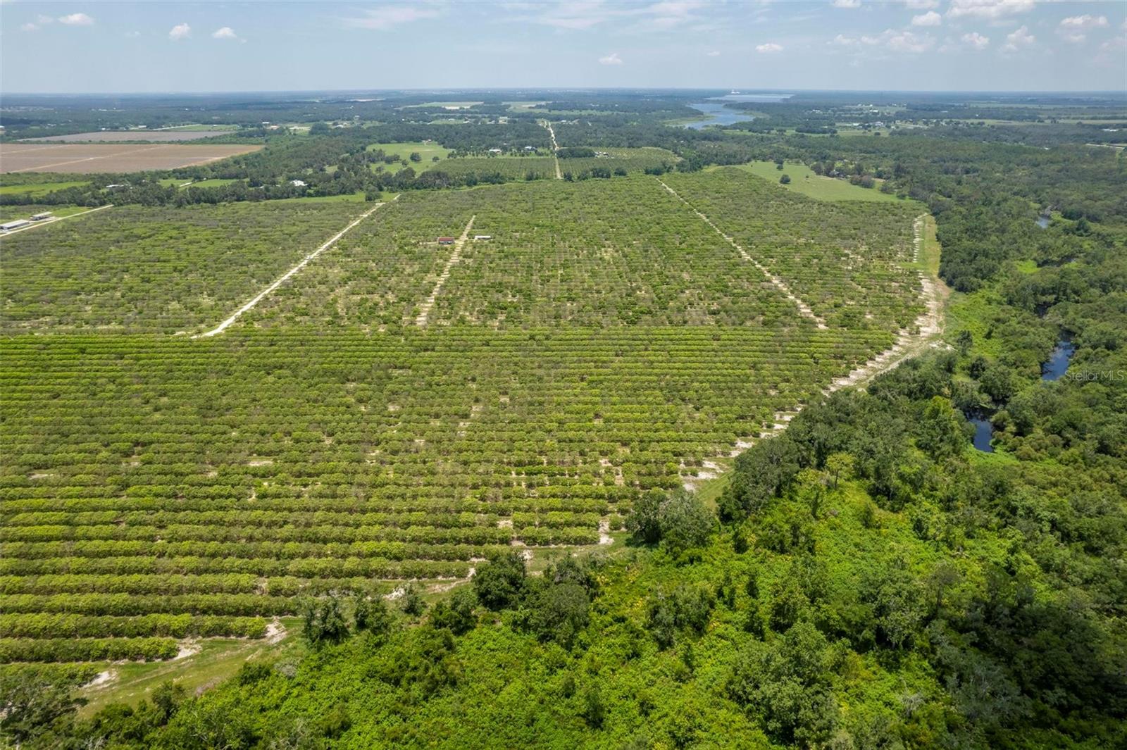 WATERBURY GRAPEFRUIT 59 - Land