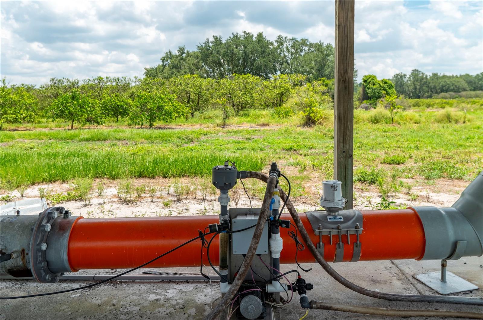 WATERBURY GRAPEFRUIT 59 - Land