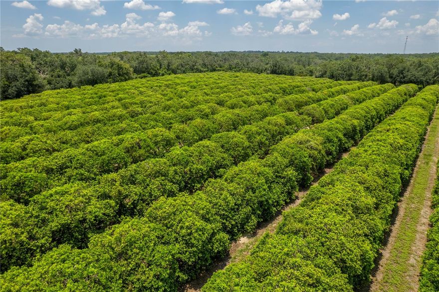 Welcome to this stunning 275-acres boasting old Florida landscape and an income-producing orange grove. As you explore the grounds, you'll come across a large barn that houses a cozy bunkhouse, providing a comfortable retreat for guests or farm workers. Adjacent to this structure lies another large pole barn, perfect for storing equipment or hosting outdoor gatherings. One of the highlights of this Valencia grove is its state-of-the-art irrigation system. The farm is equipped with fully automated irrigation systems with deep water wells, ensuring that the orange grove receives optimal hydration for healthy fruit production. The irrigation system features both John Deere and Cat diesel engines. Beyond the orange grove, the land offers a haven for outdoor enthusiasts. Incredible oak trees create a perfect landscape for recreational activities such as hunting or riding your ATVs. Whether you enjoy tracking game or simply immersing yourself in the tranquility of nature, this property provides ample opportunities to indulge in your outdoor passions while earning an income. Conveniently located within 20 minutes to I-75, this property offers easy access to nearby amenities, shopping centers, and entertainment options. It strikes the perfect balance between seclusion and convenience, allowing you to enjoy the peace and privacy of a rural retreat while still being within reach of urban amenities. Tampa / St Petersburg and Sarasota / Bradenton are an easy drive away. Don't miss your chance to own this exquisite piece of land in Manatee County.