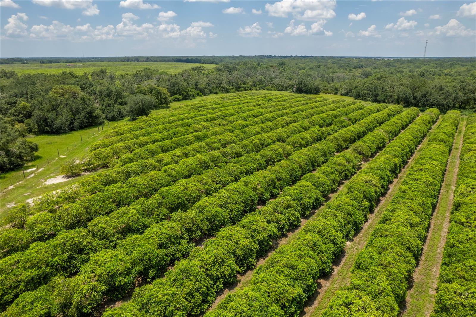 WATERBURY GRAPEFRUIT 59 - Land