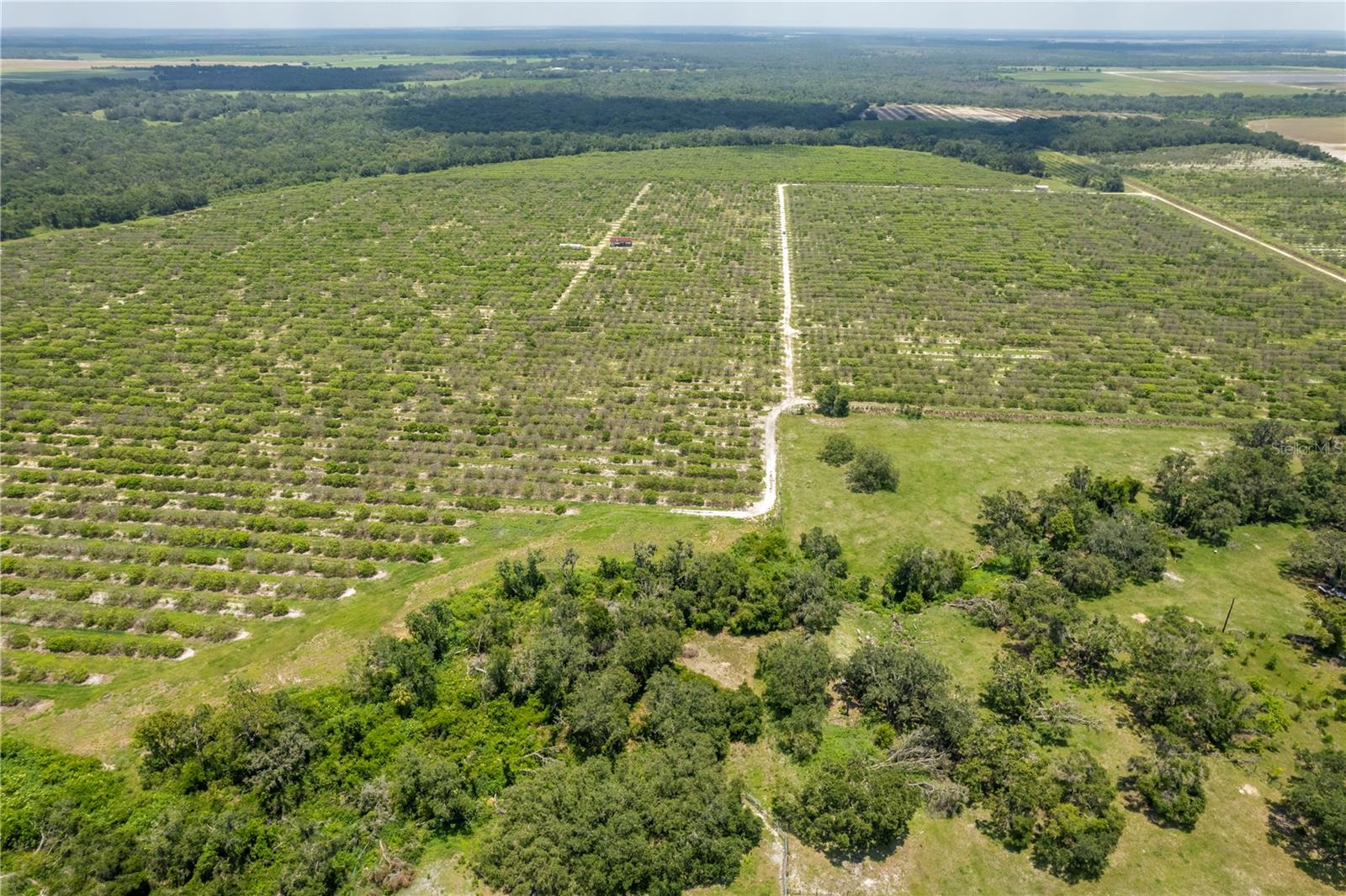 WATERBURY GRAPEFRUIT 59 - Land