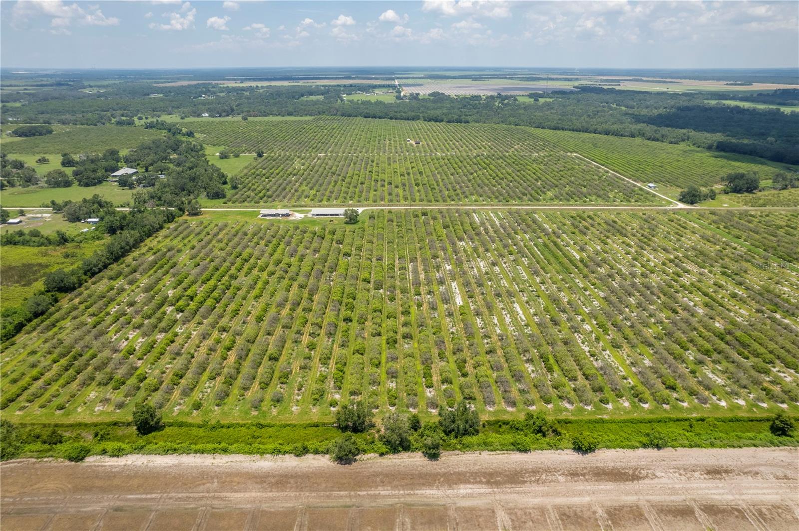 WATERBURY GRAPEFRUIT 59 - Land