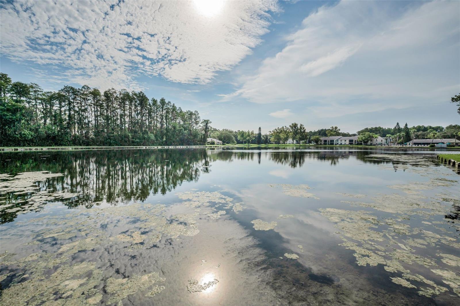 PINE RIDGE AT LAKE TARPON VILLAGE - Residential