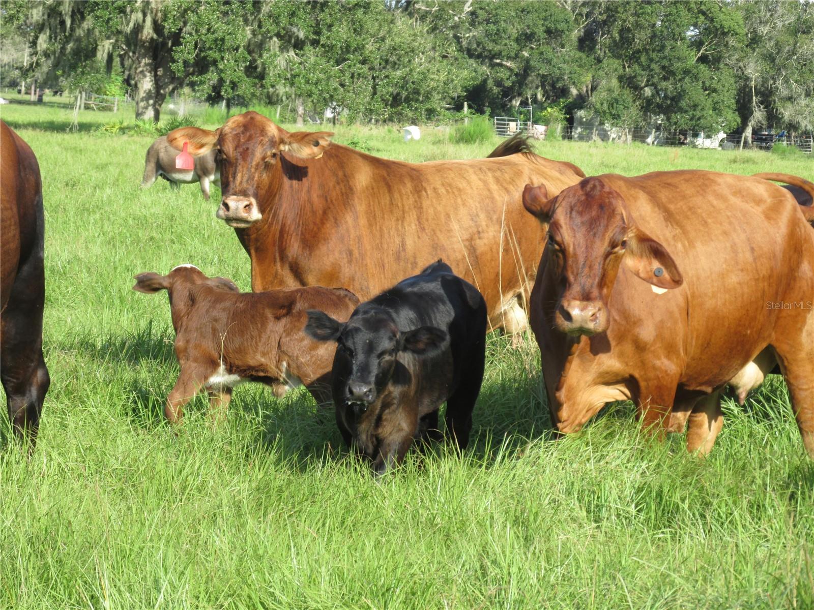 MYAKKA CITY AREA - Residential