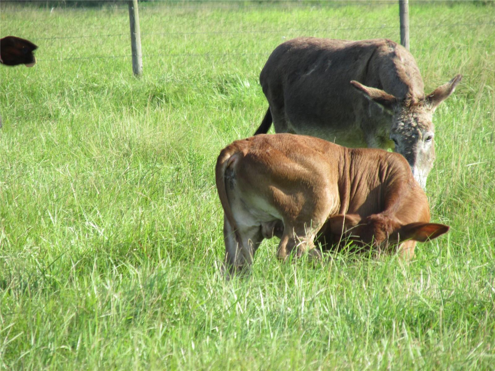 MYAKKA CITY AREA - Residential